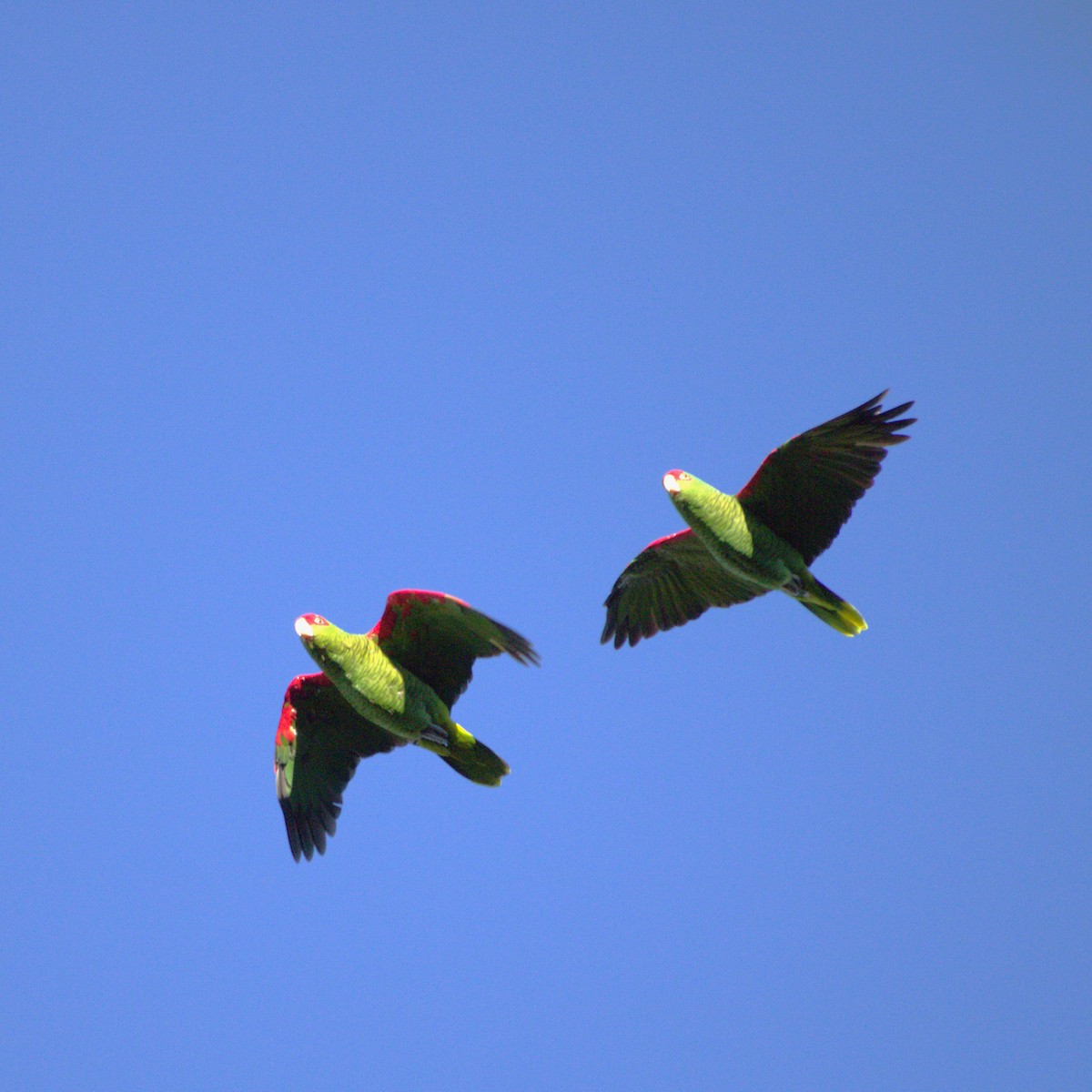 Red-spectacled Parrot - Josi Guimarães