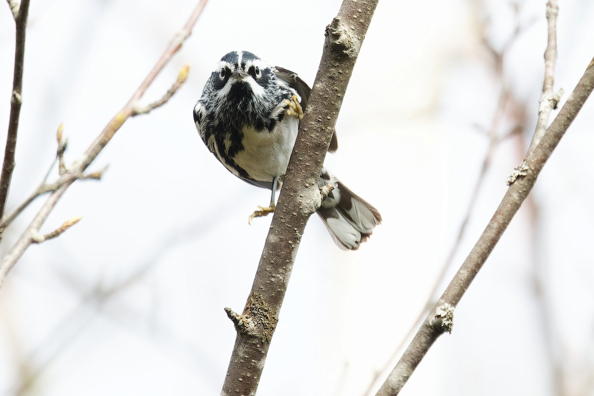 Black-and-white Warbler - ML618324678