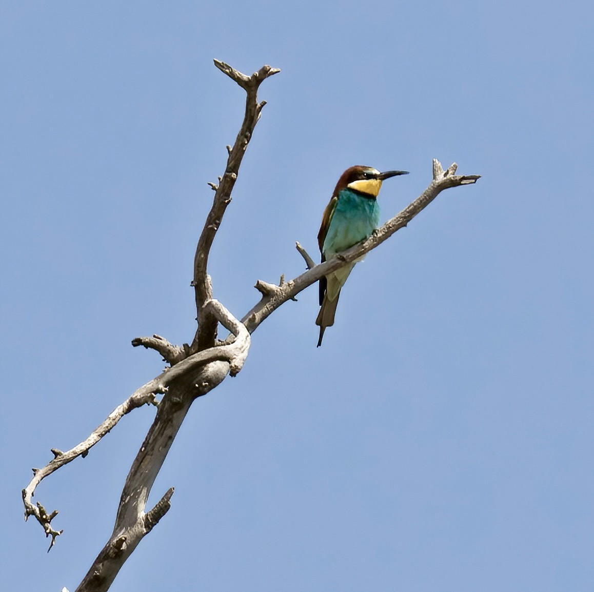 European Bee-eater - ML618324688