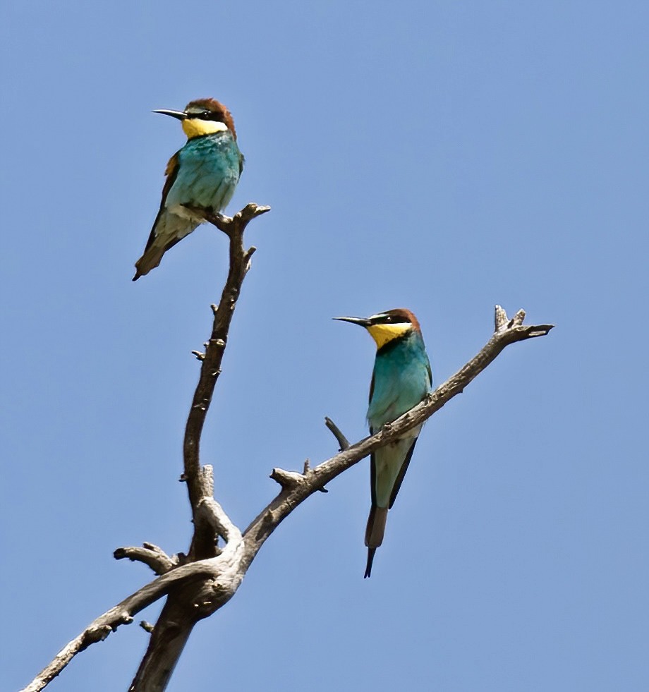 European Bee-eater - ML618324689
