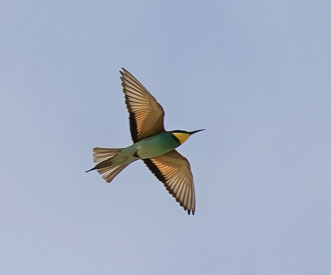 European Bee-eater - ML618324690