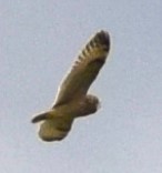 Short-eared Owl - ML618324692