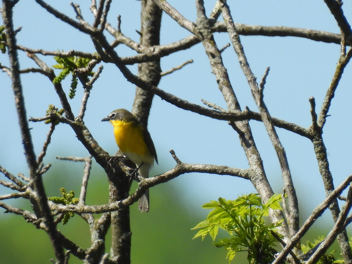 Yellow-breasted Chat - ML618324735