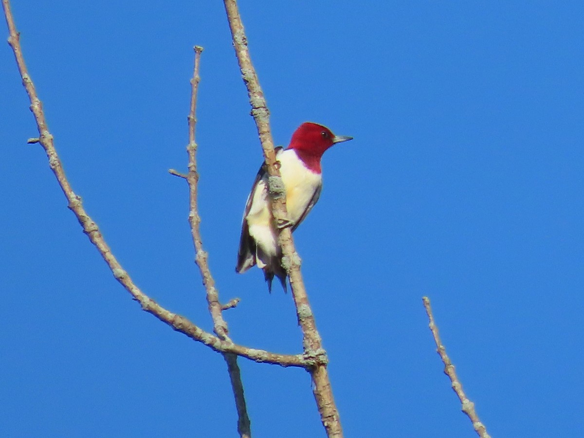 Red-headed Woodpecker - ML618324746