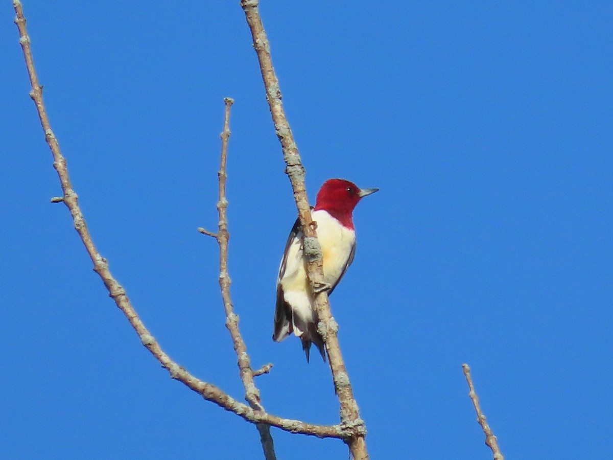 Red-headed Woodpecker - ML618324747