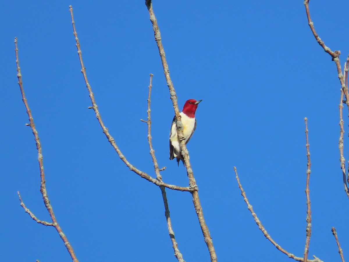 Red-headed Woodpecker - ML618324748