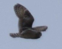 Short-eared Owl - ML618324761