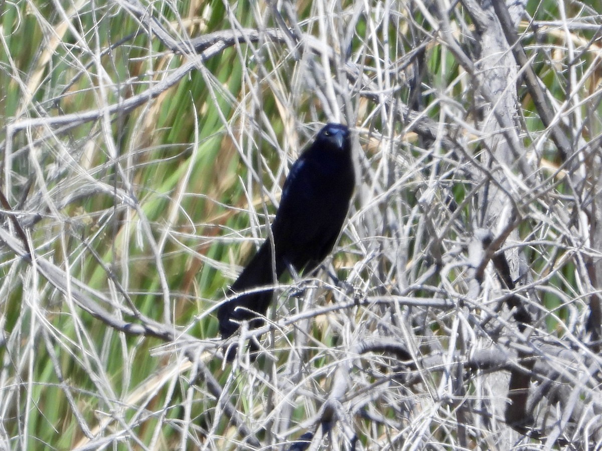 Great-tailed Grackle - ML618324764