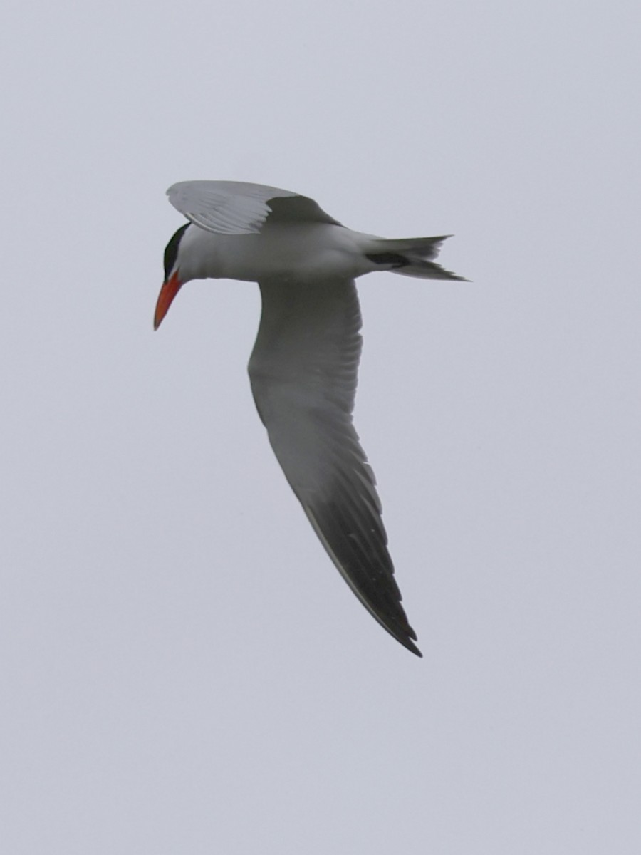 Caspian Tern - bernard sonnerat