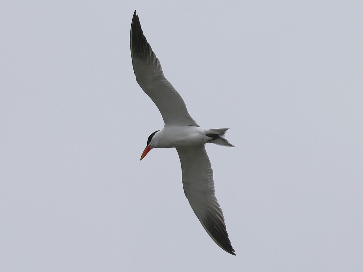 Caspian Tern - bernard sonnerat