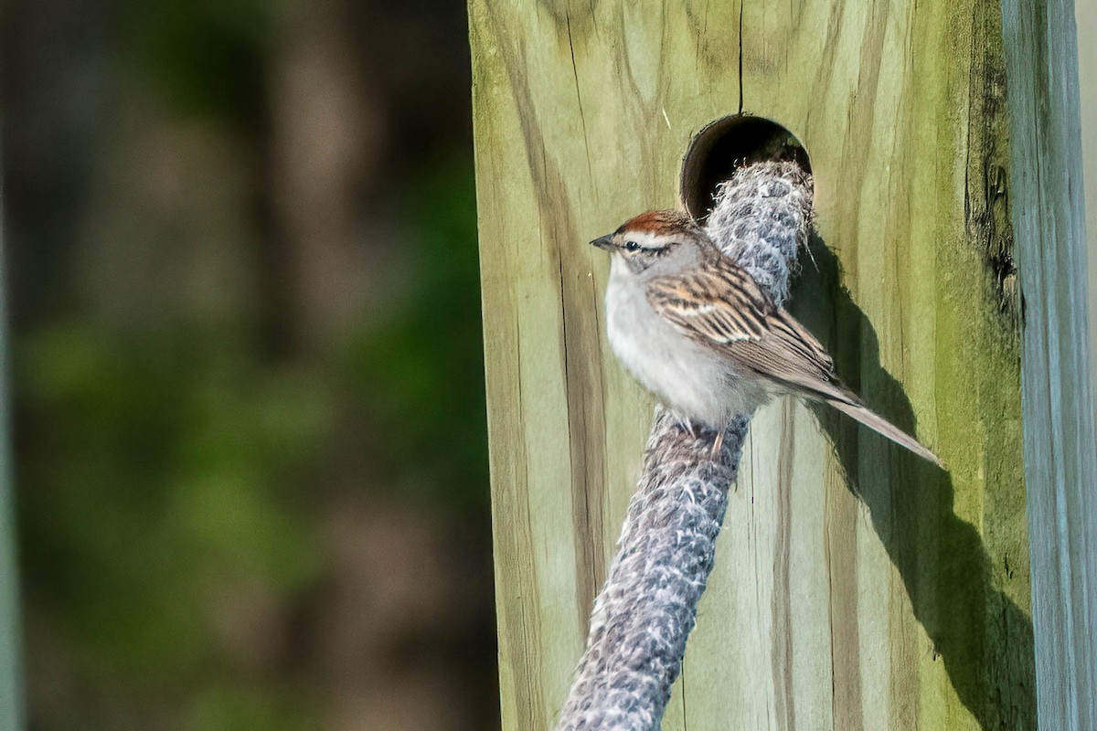 Chipping Sparrow - ML618324785