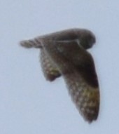 Short-eared Owl - ML618324791