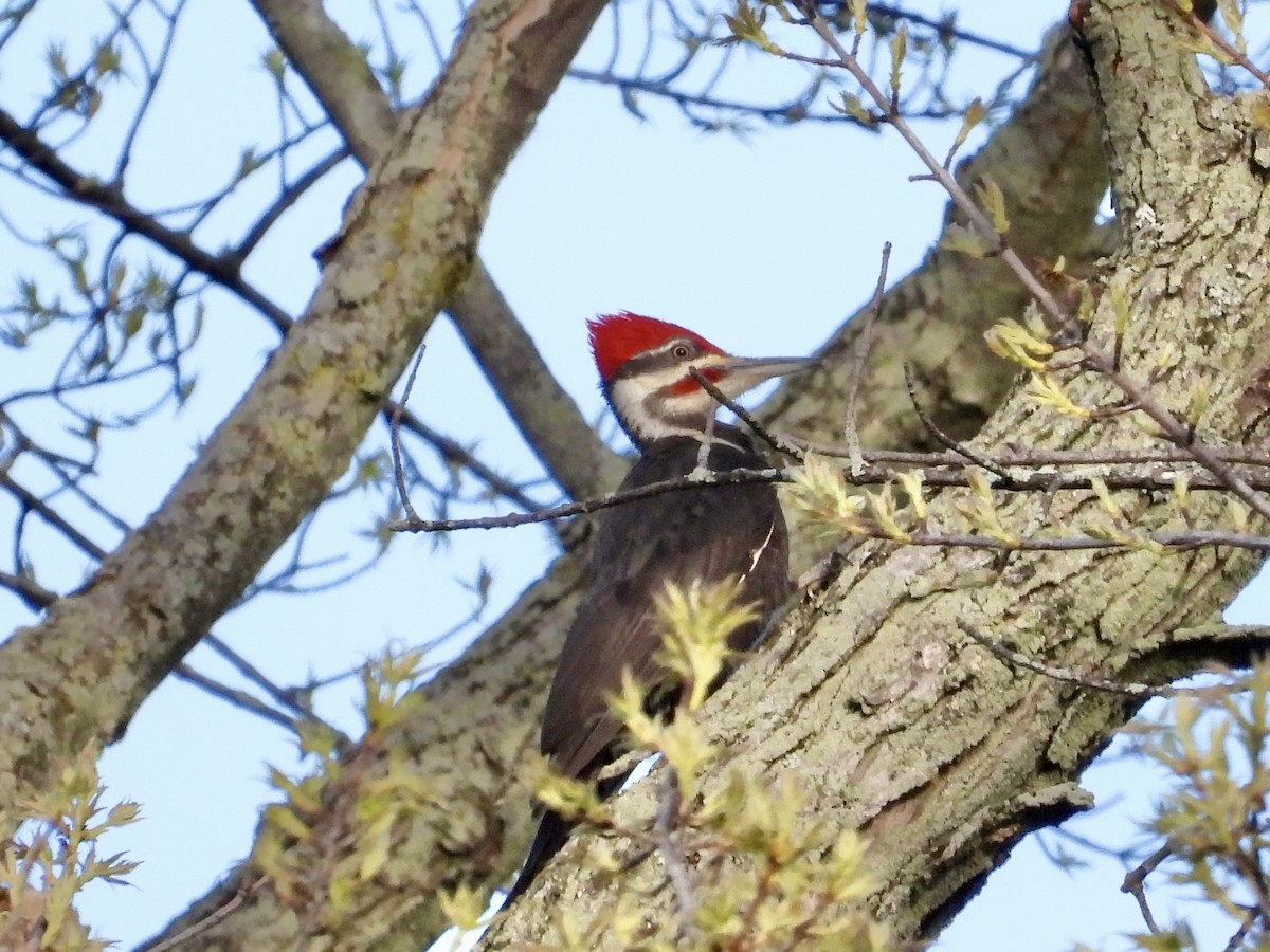 Pileated Woodpecker - Pat Hare