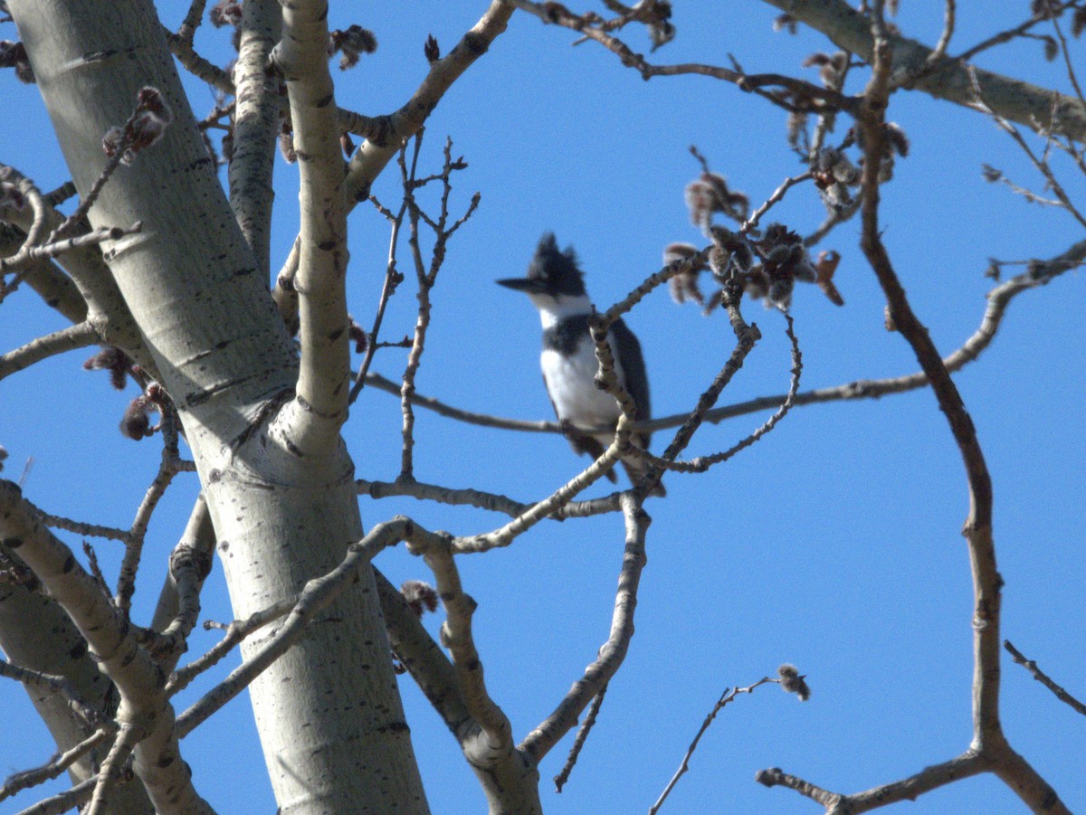 Belted Kingfisher - ML618324855
