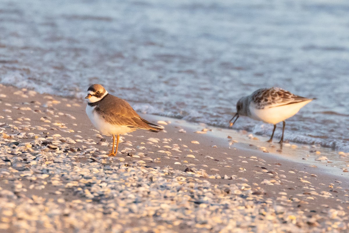 Semipalmated Plover - ML618324857