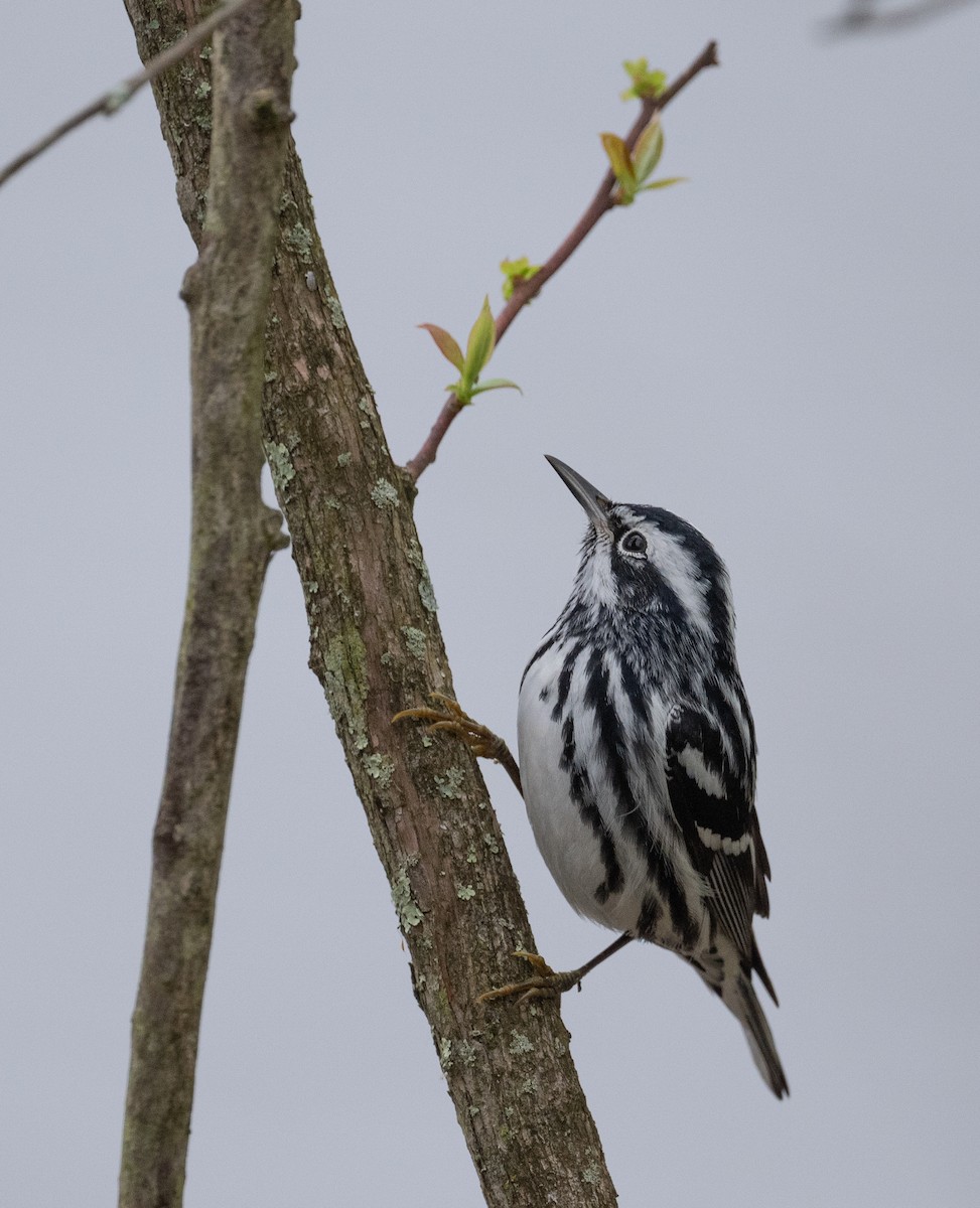 Black-and-white Warbler - ML618324877