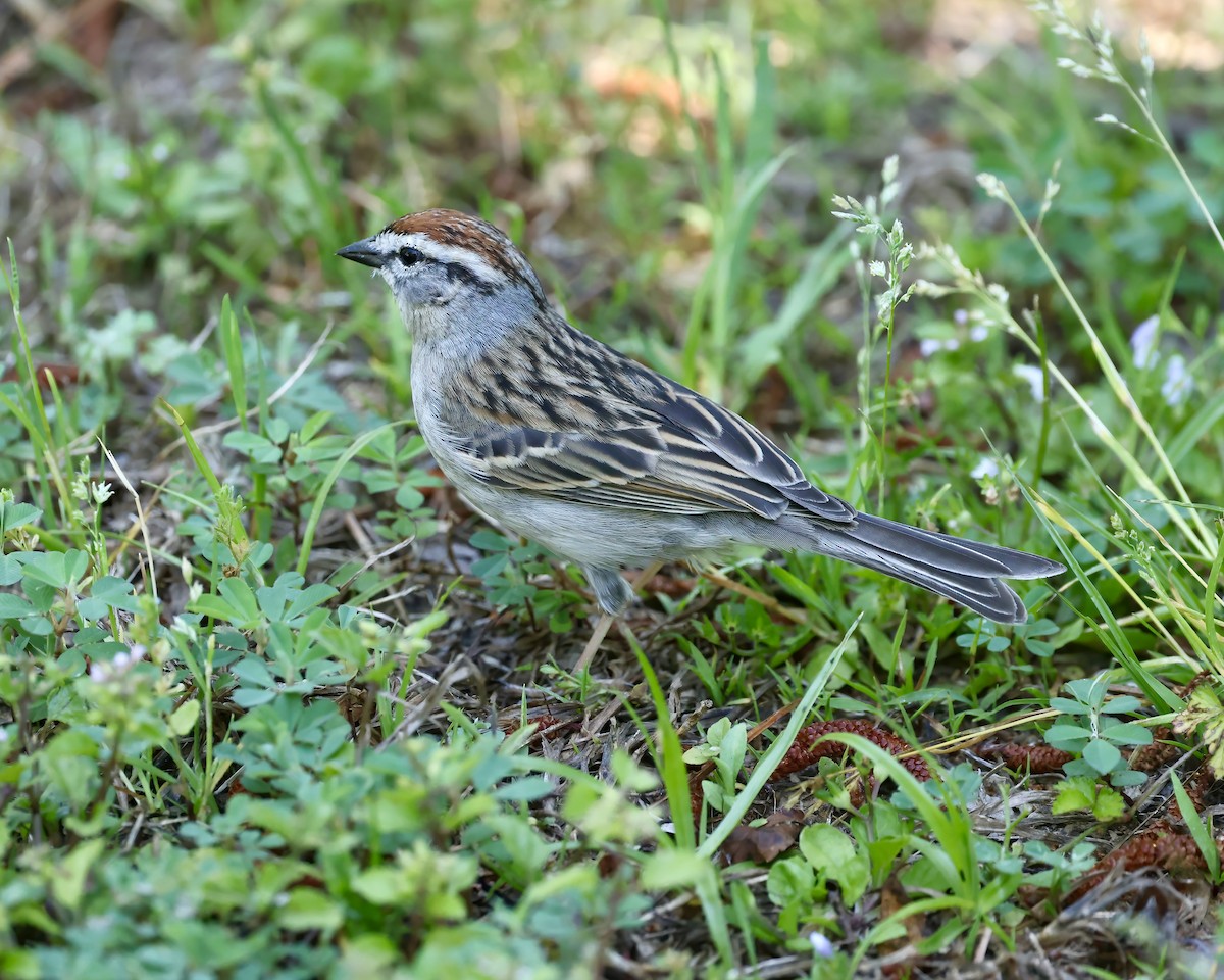 Chipping Sparrow - Debbie Kosater