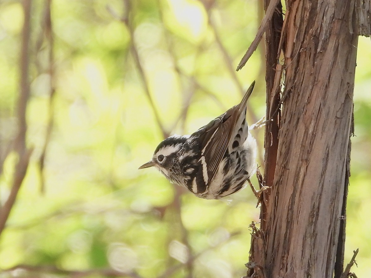 Black-and-white Warbler - ML618324894