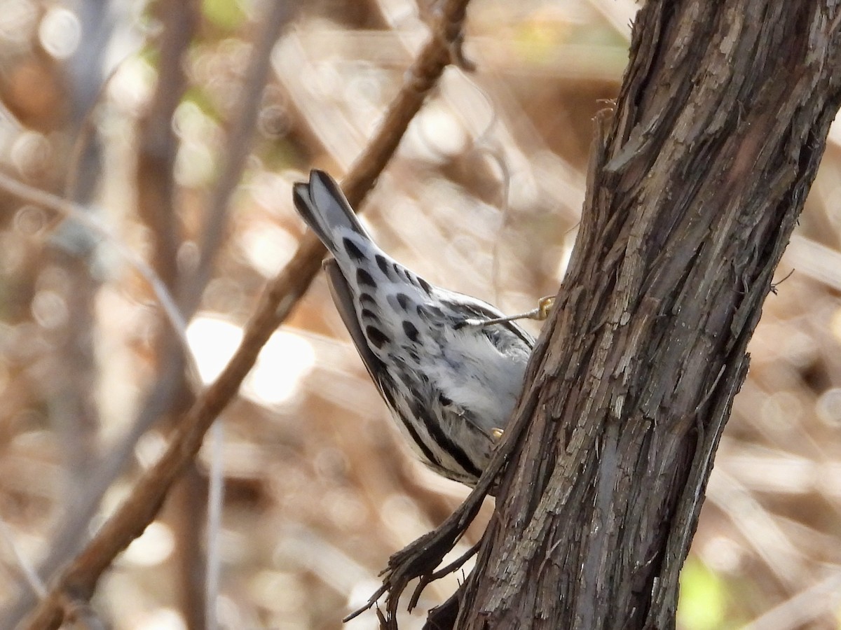Black-and-white Warbler - ML618324895