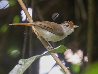  - Scaly-crowned Babbler