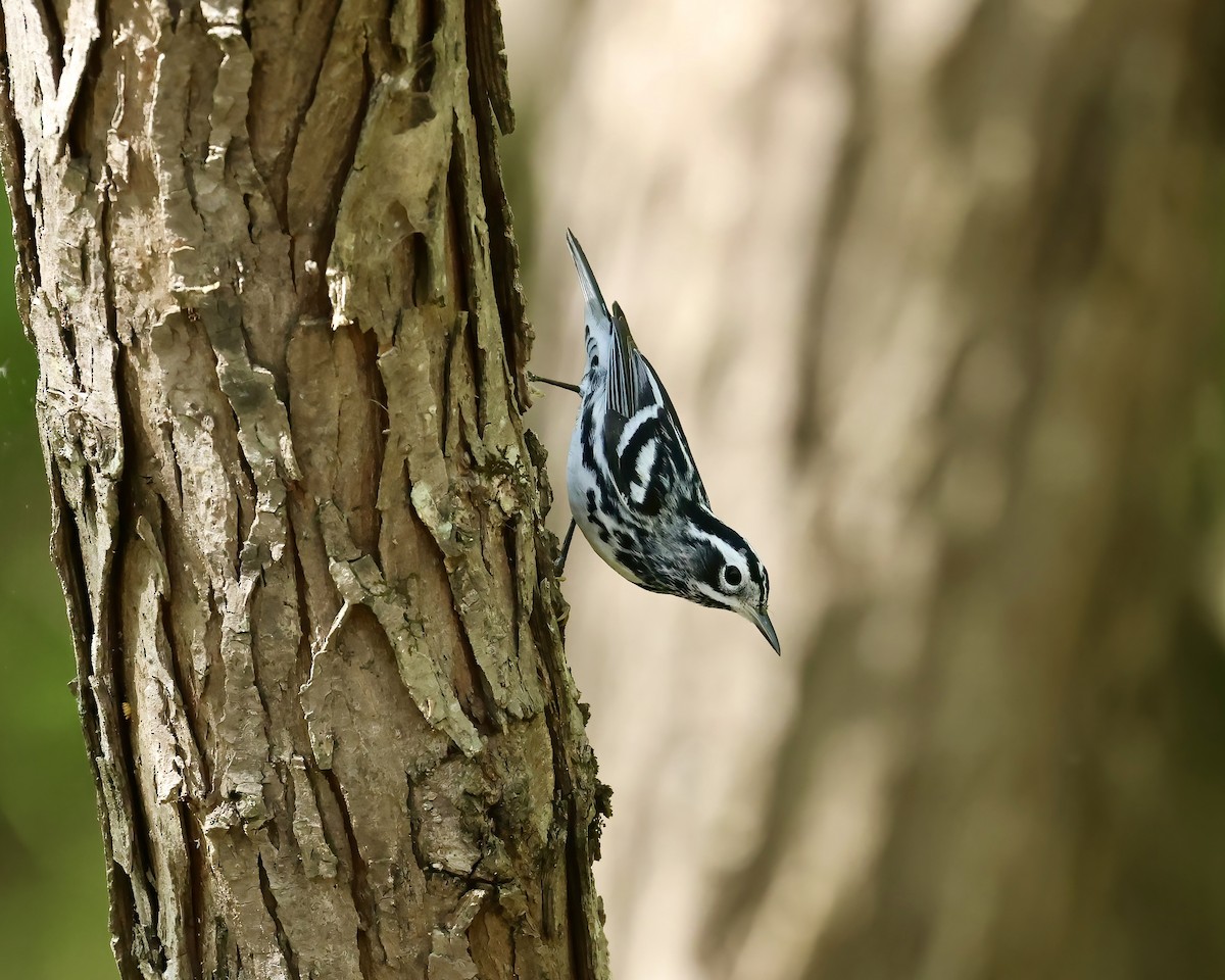 Black-and-white Warbler - ML618324897