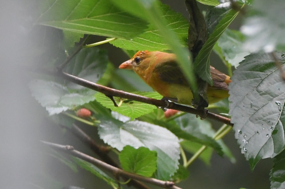 Summer Tanager - Kevin Smith