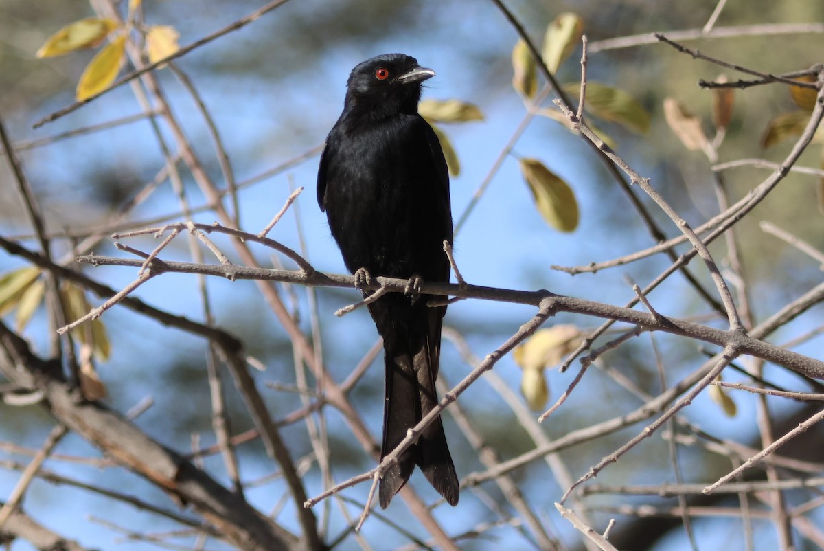 Fork-tailed Drongo - ML618324923