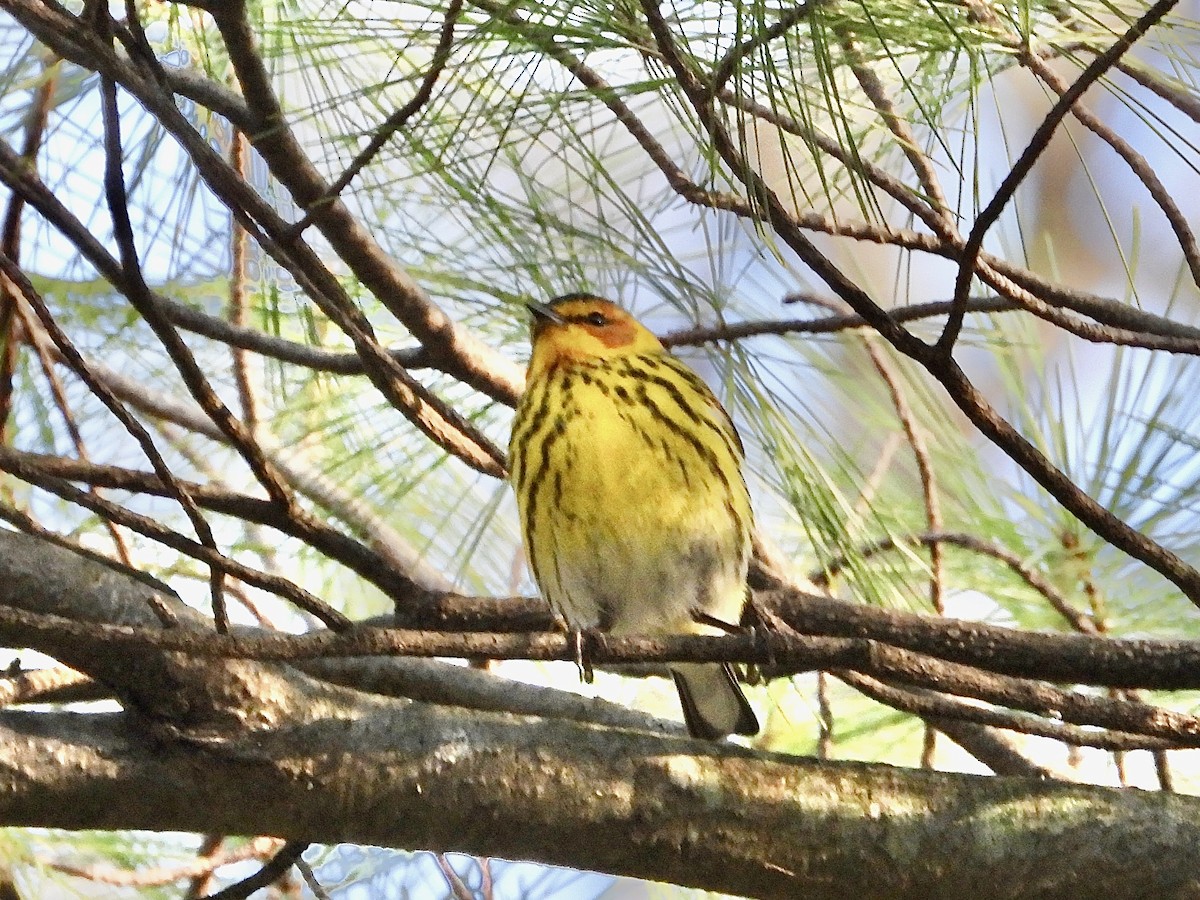 Cape May Warbler - ML618324938