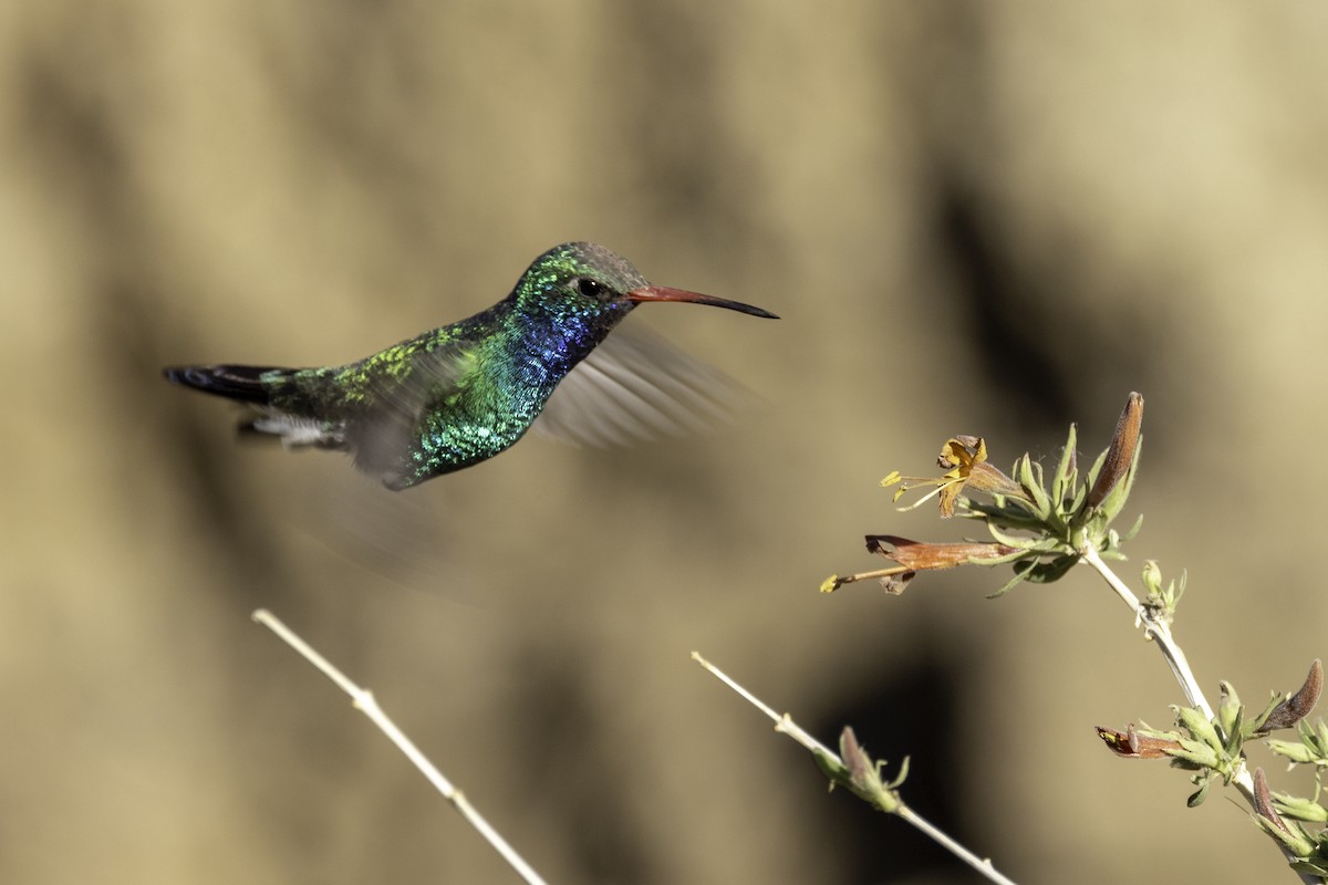 Broad-billed Hummingbird - Mel Green