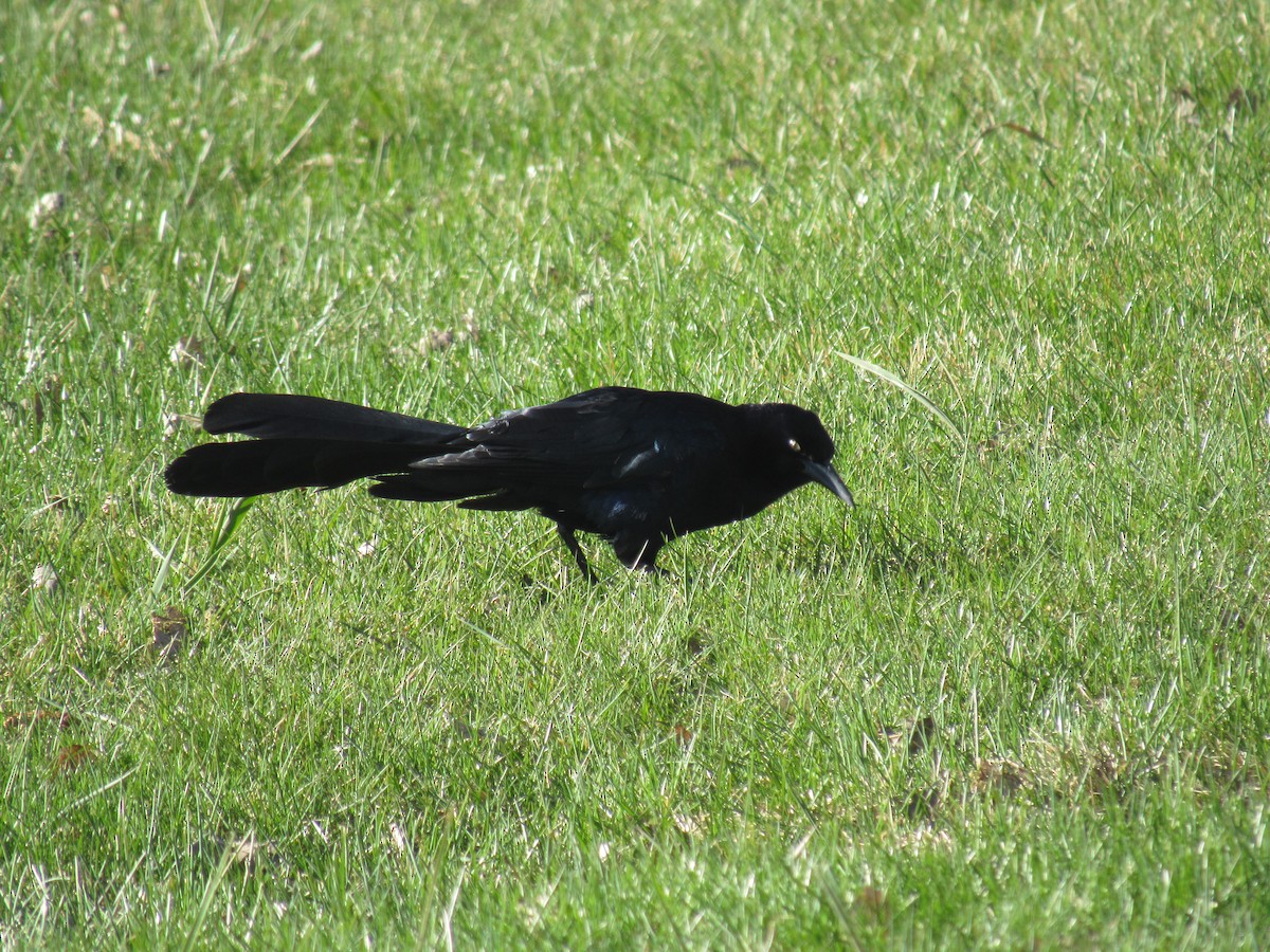 Great-tailed Grackle - ML618324962