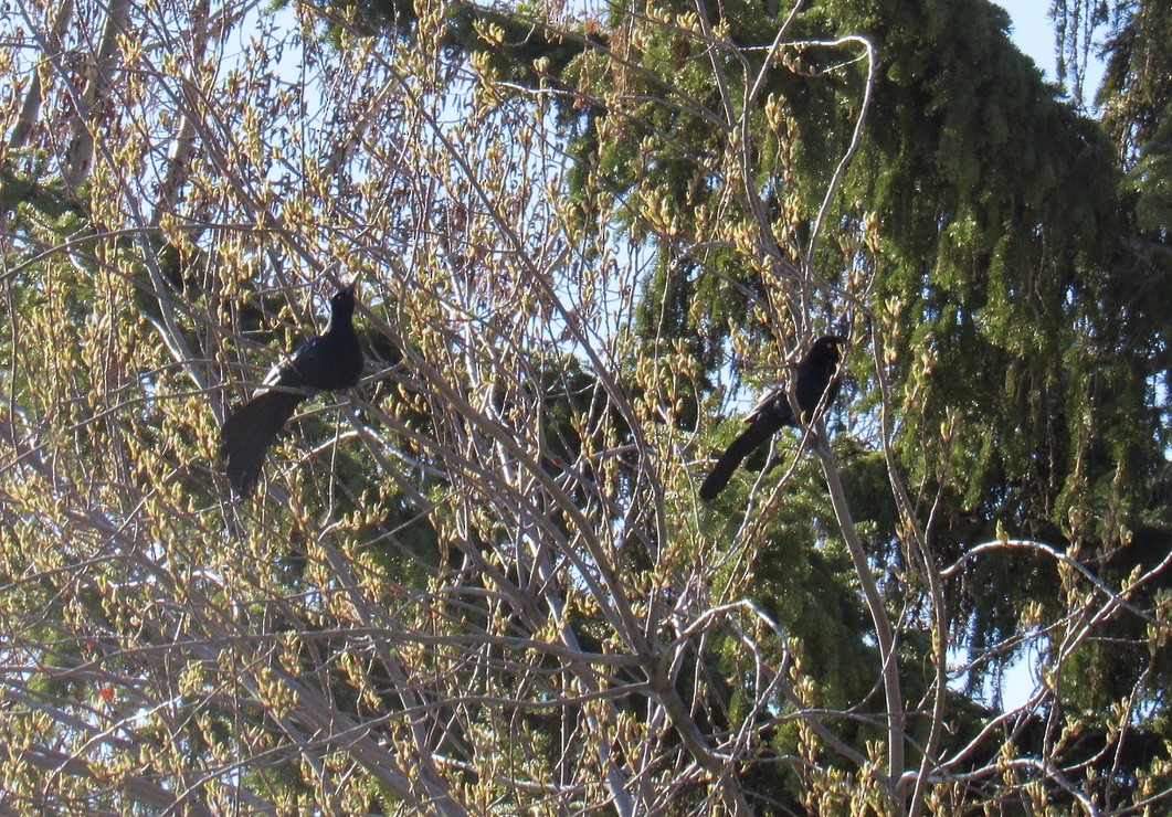 Great-tailed Grackle - ML618325023
