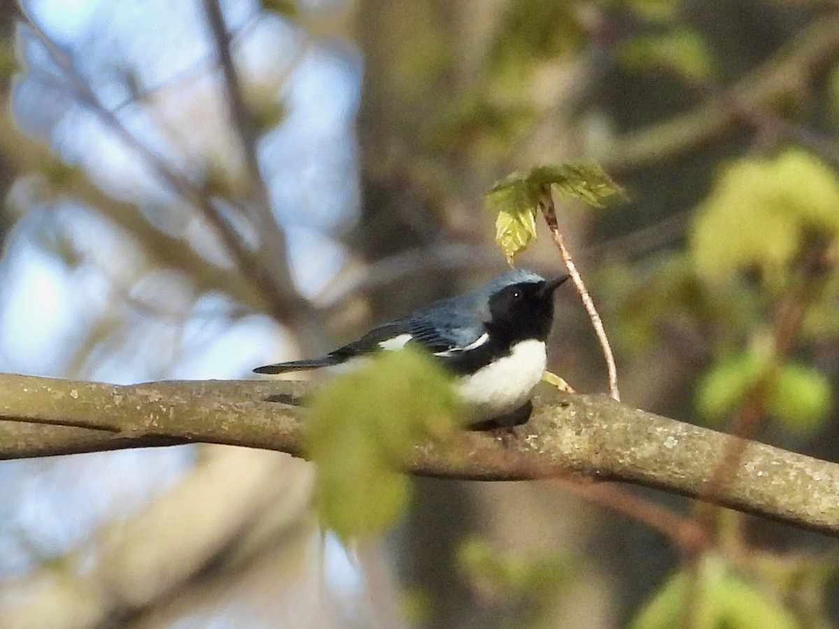 Black-throated Blue Warbler - ML618325047