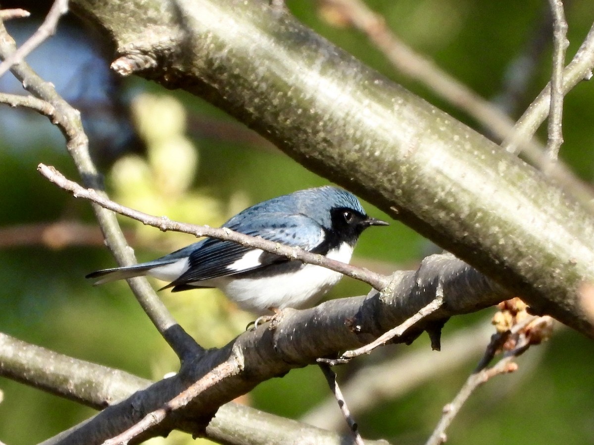 Black-throated Blue Warbler - ML618325049