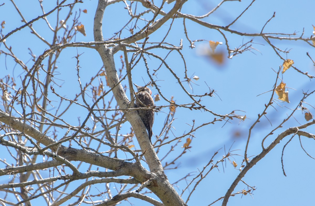 Arizona Woodpecker - ML618325053