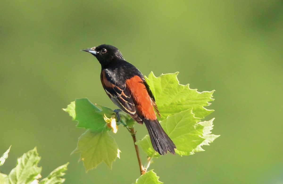 Orchard Oriole - ML618325054