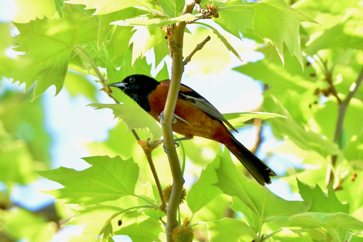 Orchard Oriole - ML618325055