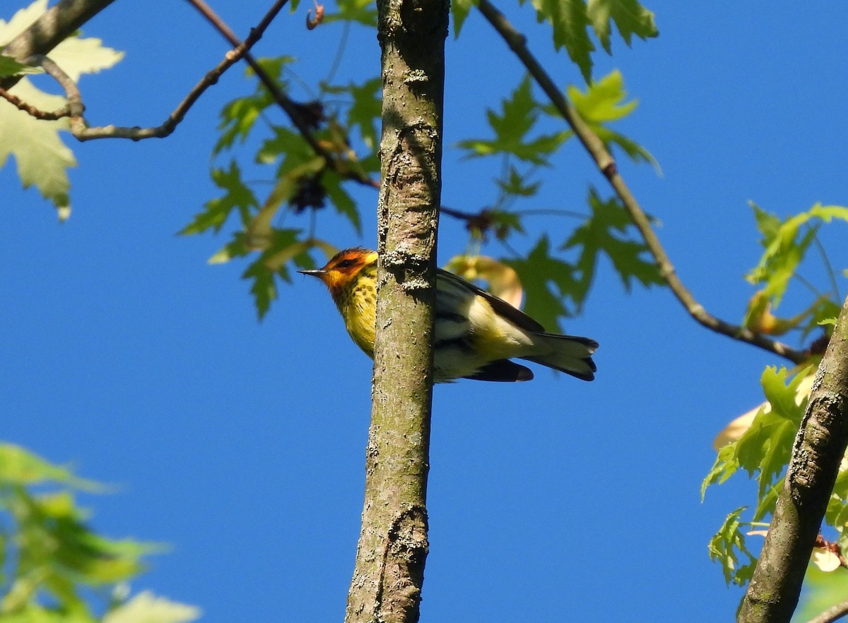 Cape May Warbler - ML618325056