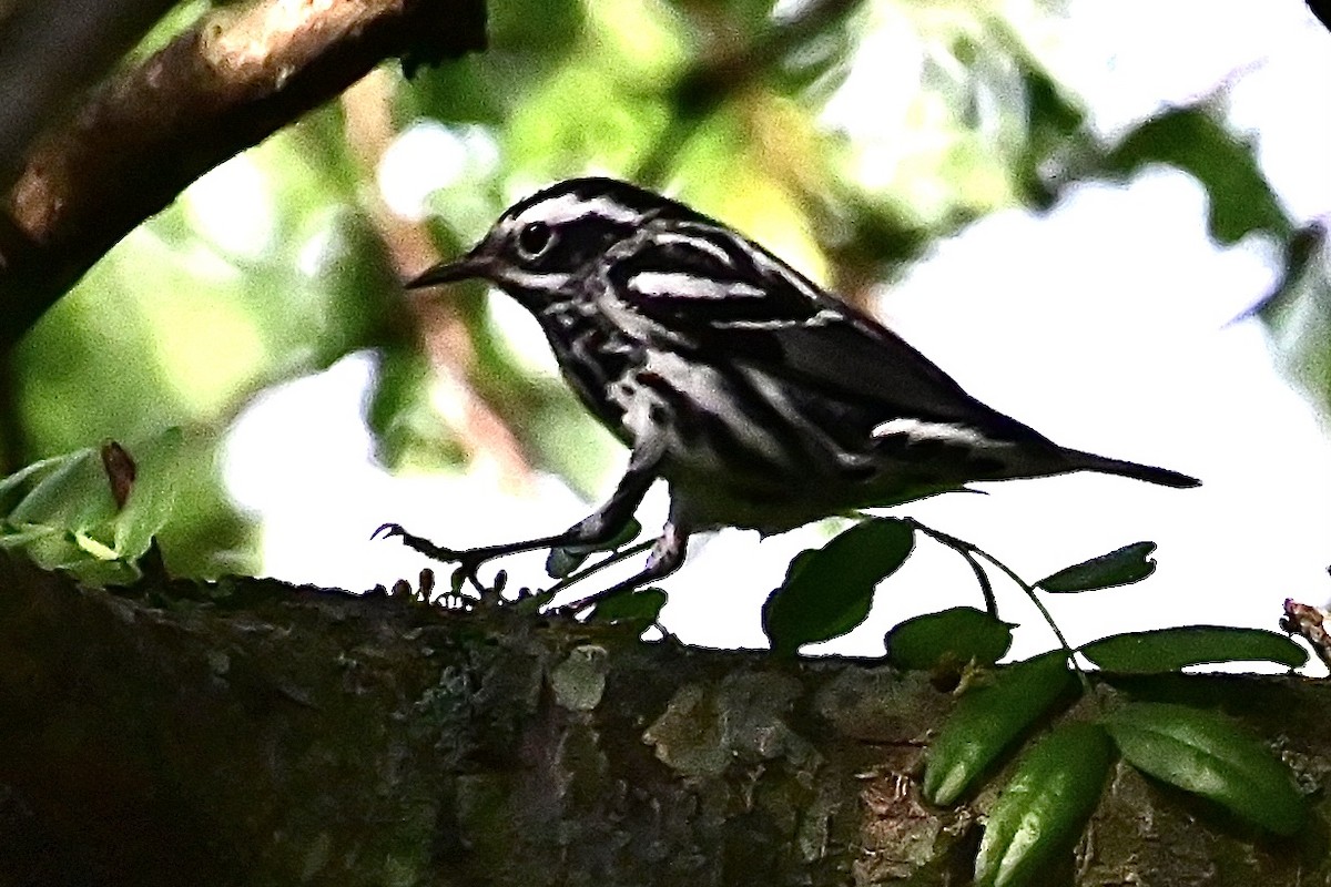 Black-and-white Warbler - ML618325060