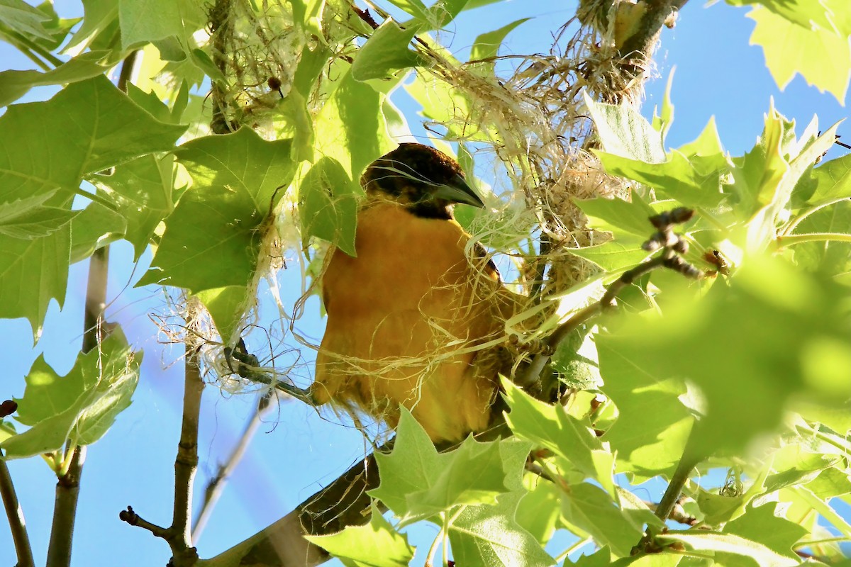 Orchard Oriole - ML618325063