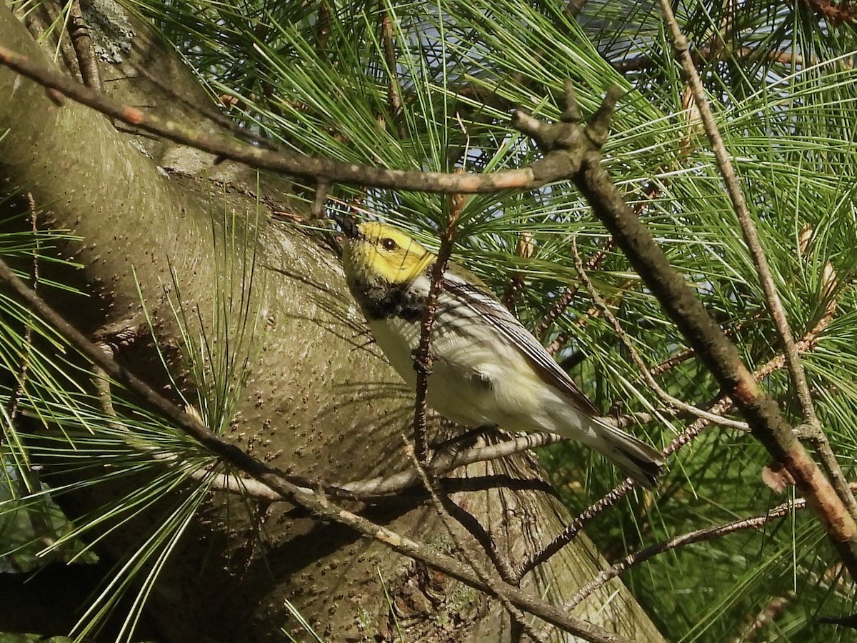 Black-throated Green Warbler - Pat Hare
