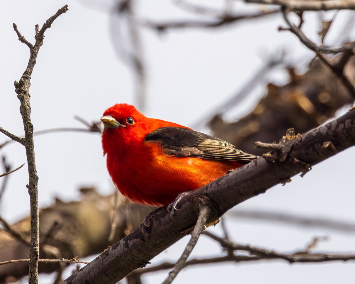 Scarlet Tanager - ML618325072