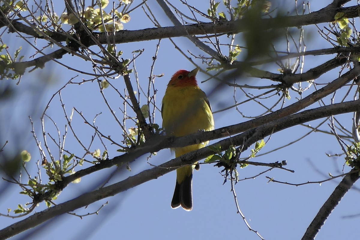 Western Tanager - ML618325103