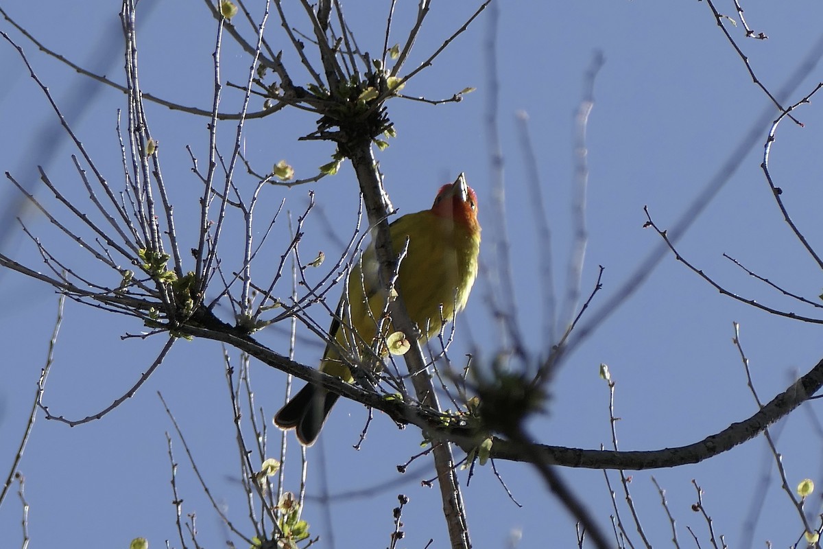 Western Tanager - ML618325104