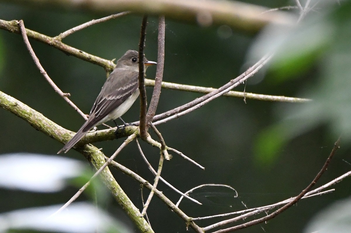 Eastern Wood-Pewee - Kevin Smith