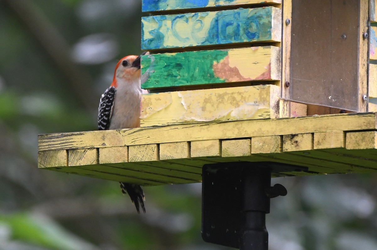 Red-bellied Woodpecker - ML618325135