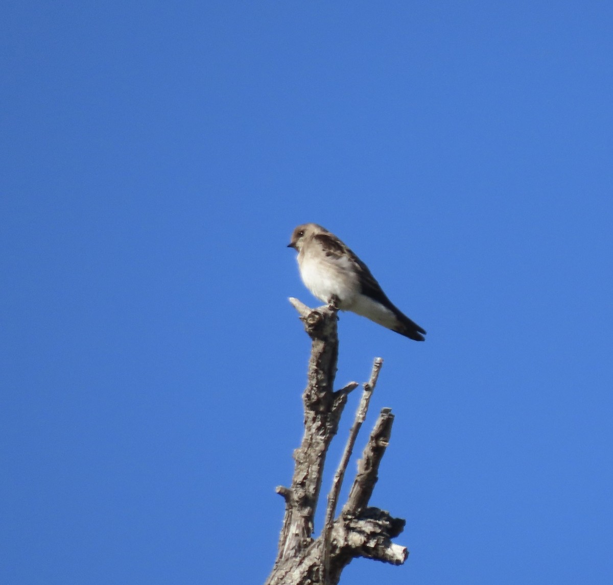 Northern Rough-winged Swallow - ML618325155