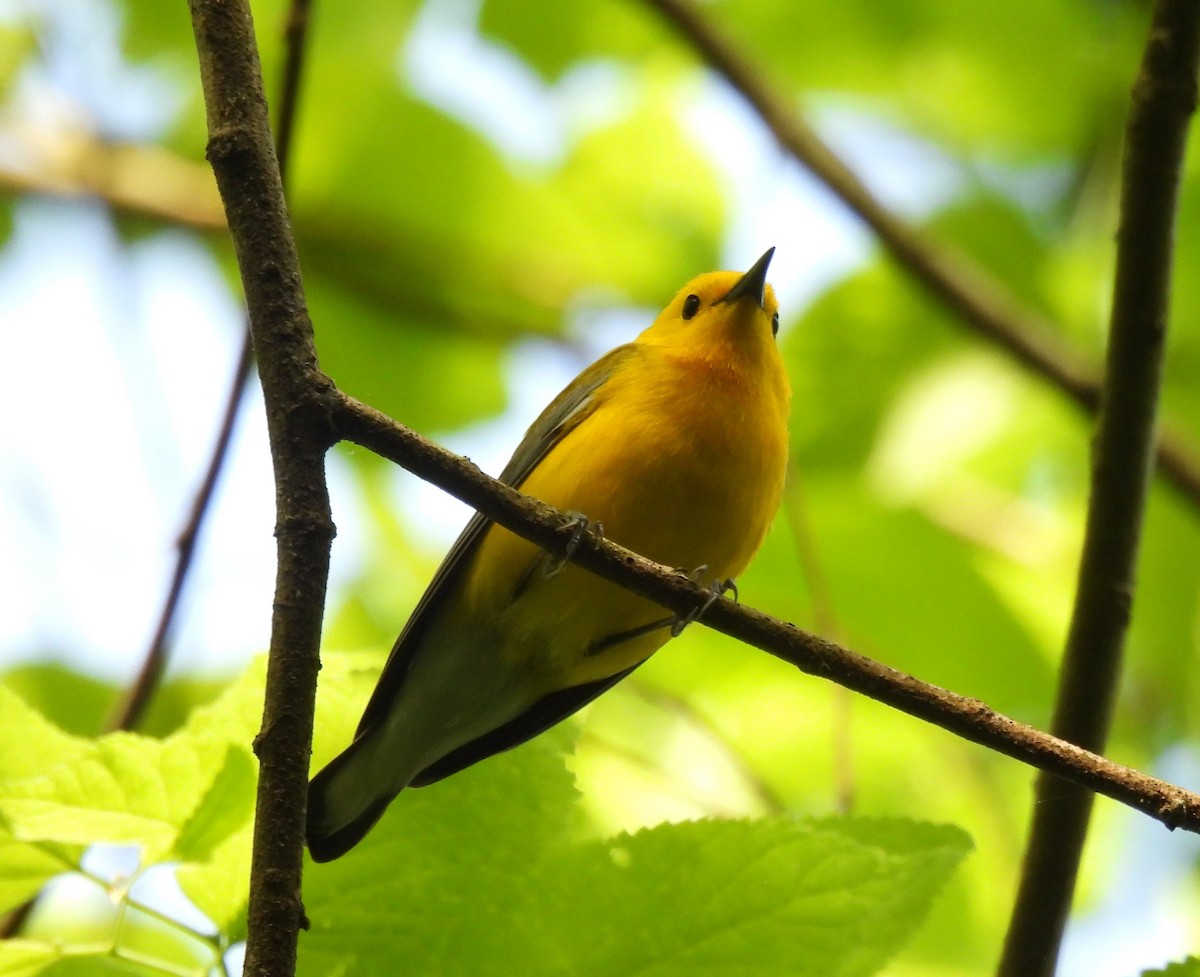 Prothonotary Warbler - ML618325172