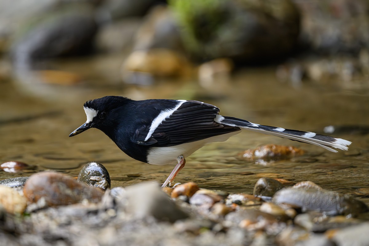 White-crowned Forktail - ML618325180