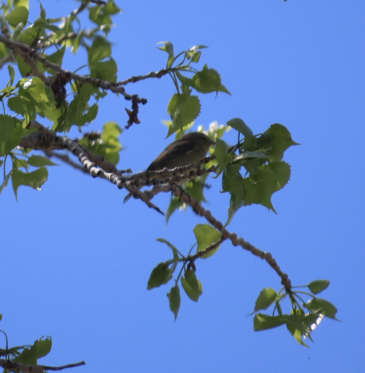Orange-crowned Warbler - ML618325198