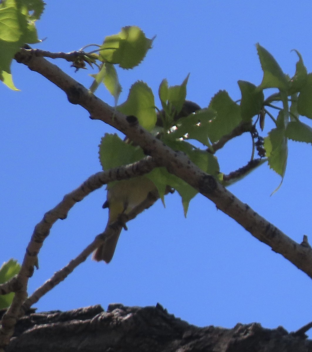 Orange-crowned Warbler - ML618325201